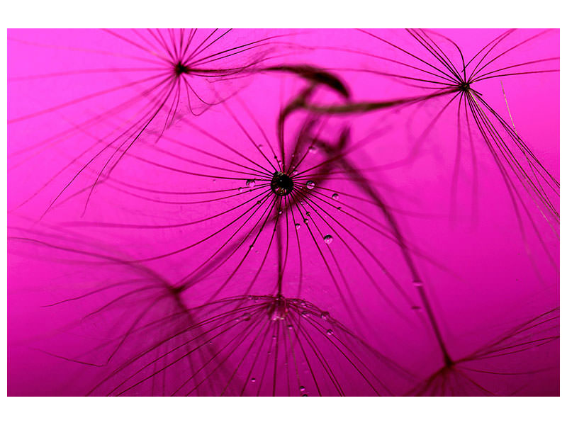 4-piece-canvas-print-dandelion-in-pink