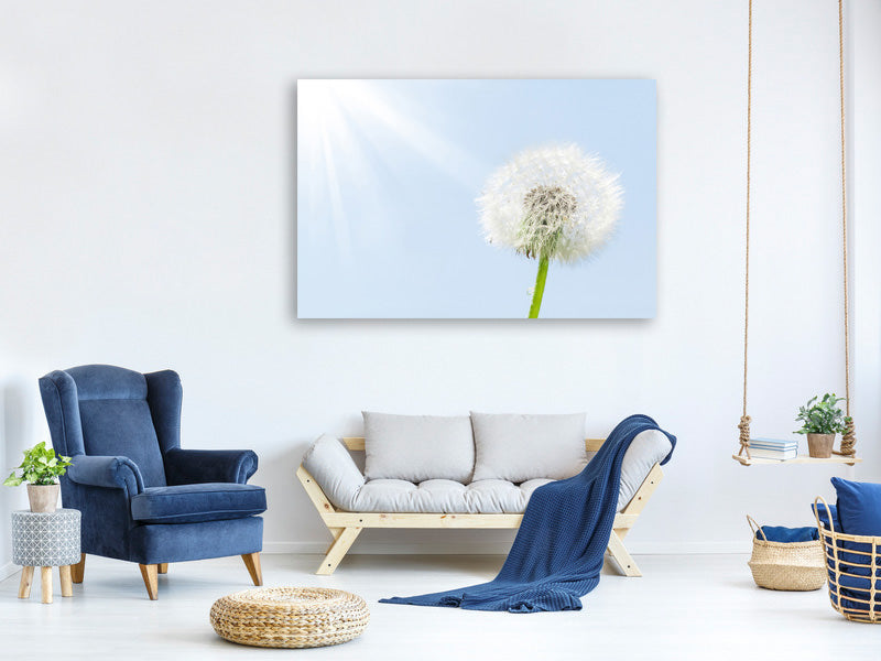 panoramic-3-piece-canvas-print-dandelion-in-sunbeam
