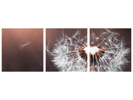modern-4-piece-canvas-print-dandelion-in-the-evening-light