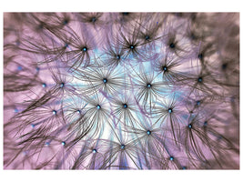 4-piece-canvas-print-dandelion-in-the-light-play