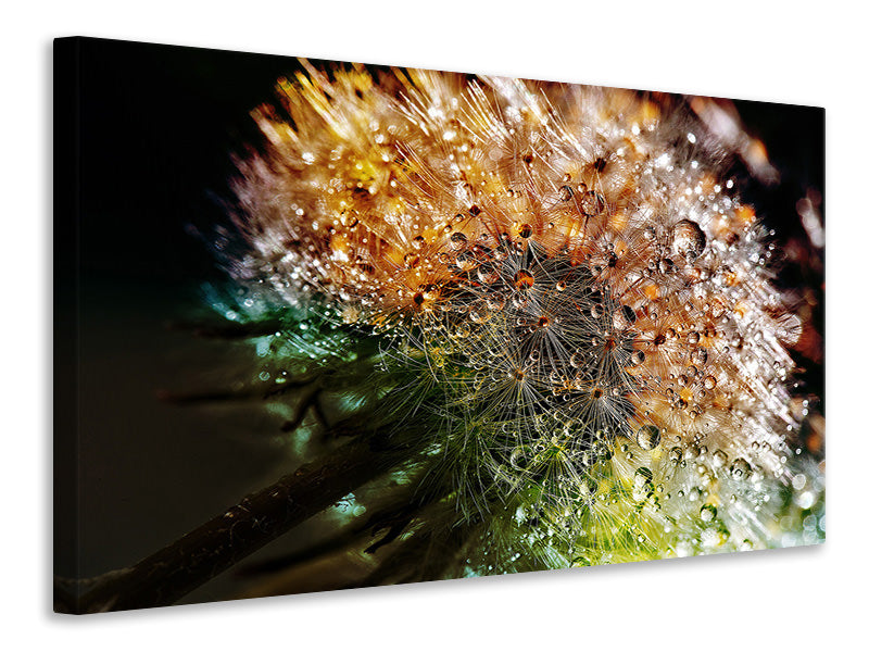 panoramic-3-piece-canvas-print-dandelion-in-the-morning-dew