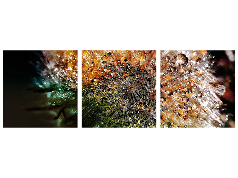 modern-4-piece-canvas-print-dandelion-in-the-morning-dew