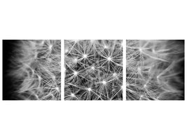 canvas-print-dandelion-in-xxl
