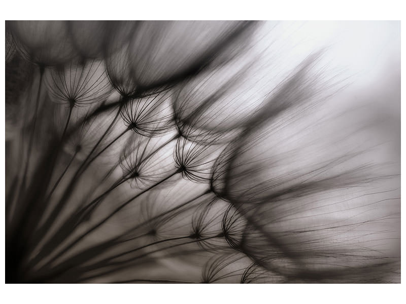 panoramic-3-piece-canvas-print-dandelion-p