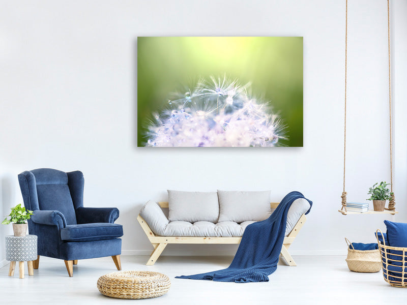 panoramic-canvas-print-dandelion-xl-in-morning-dew