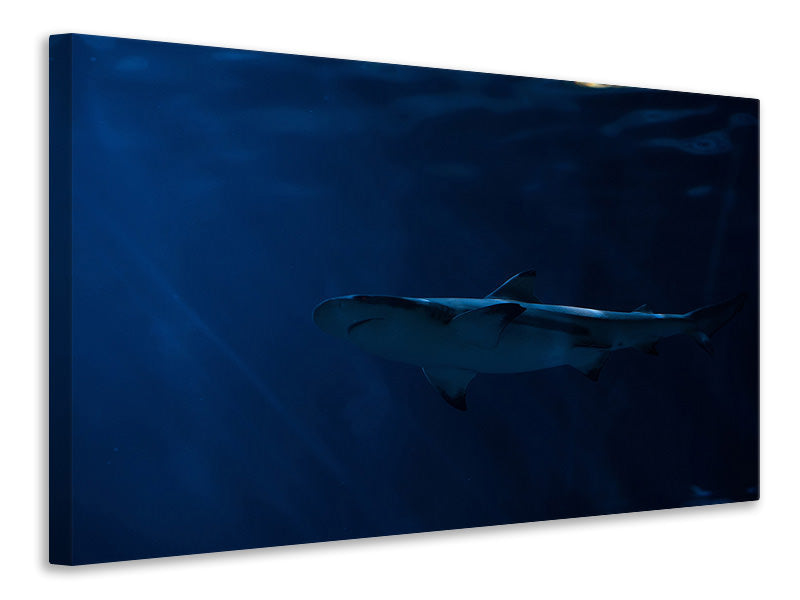 panoramic-3-piece-canvas-print-dangerous-shark