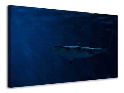 panoramic-canvas-print-dangerous-shark