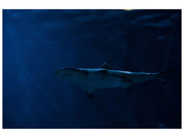 3-piece-canvas-print-dangerous-shark