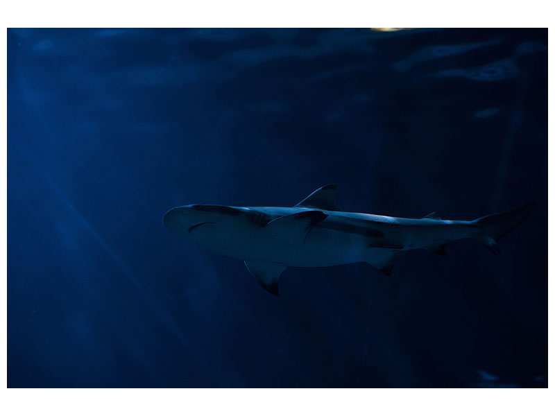 3-piece-canvas-print-dangerous-shark