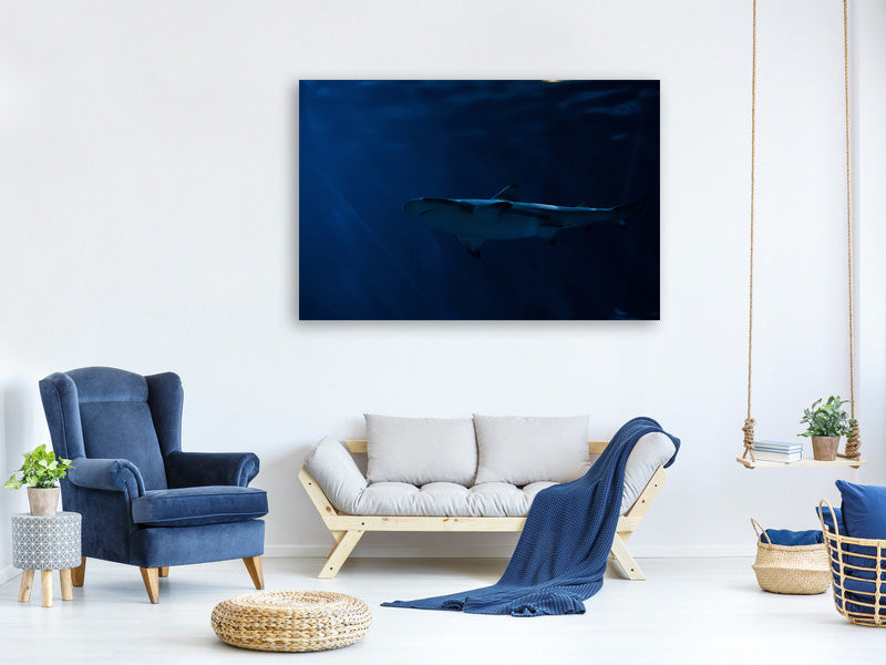 panoramic-canvas-print-dangerous-shark