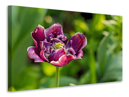 3-piece-canvas-print-dark-tulip-in-nature