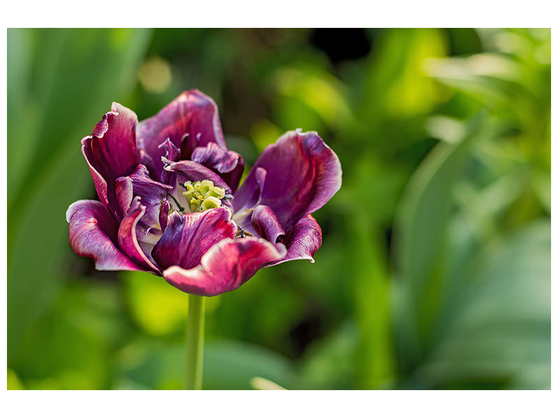 3-piece-canvas-print-dark-tulip-in-nature