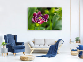 3-piece-canvas-print-dark-tulip-in-nature