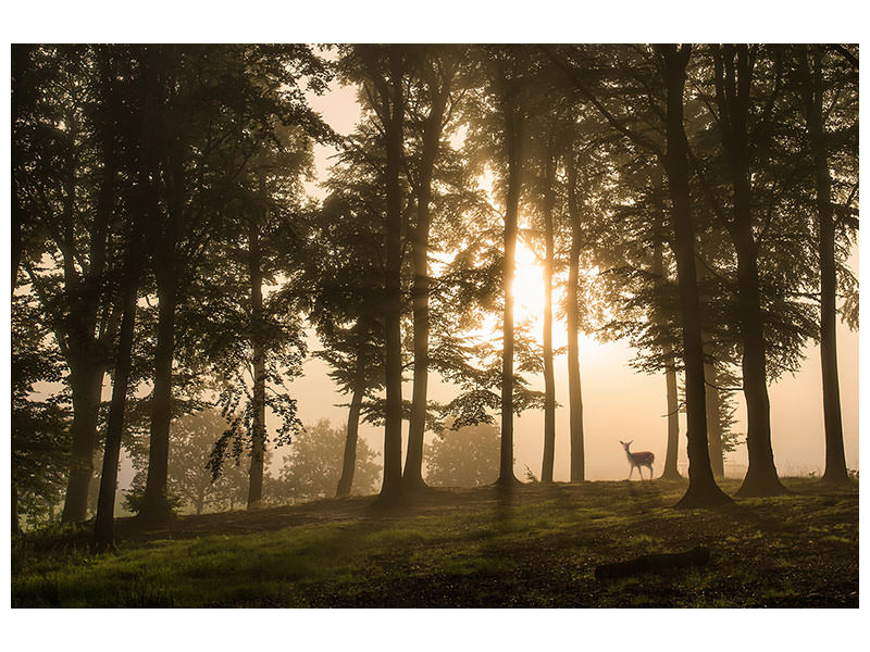 modern-3-piece-canvas-print-deer-in-the-morning-mist