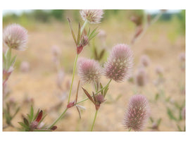 5-piece-canvas-print-delicate-flowers