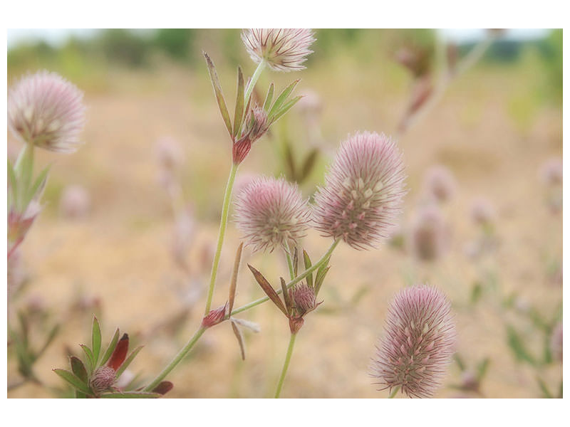 3-piece-canvas-print-delicate-flowers