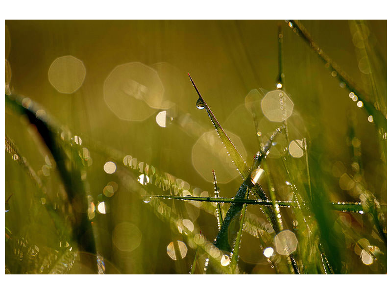 modern-4-piece-canvas-print-dew-in-the-morning