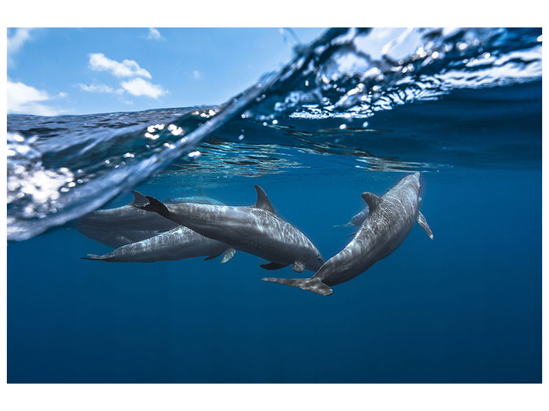 3-piece-canvas-print-dolphins