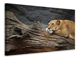 panoramic-canvas-print-dreaming-lioness