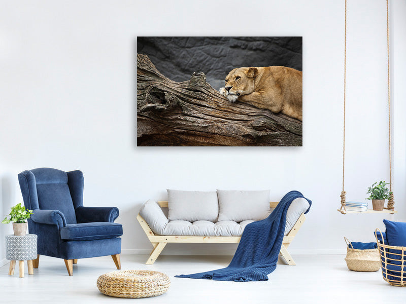 panoramic-canvas-print-dreaming-lioness