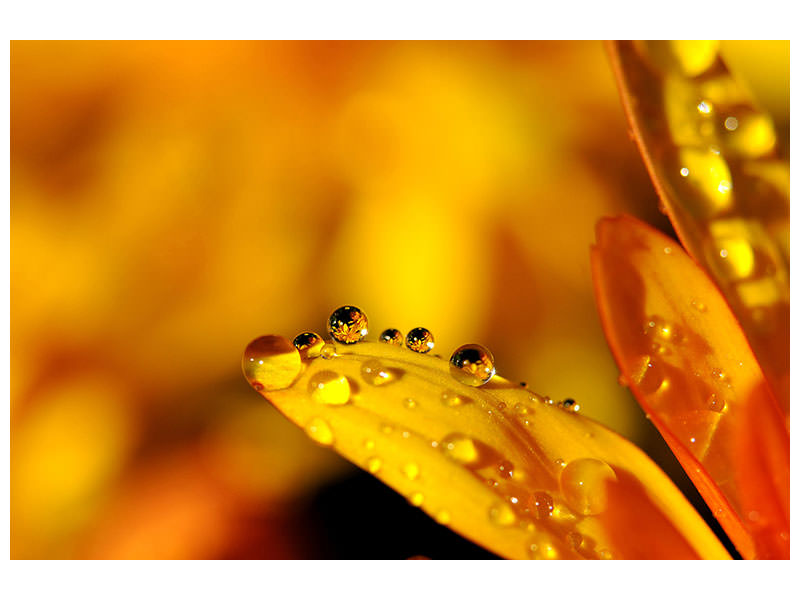 5-piece-canvas-print-drops-close-up