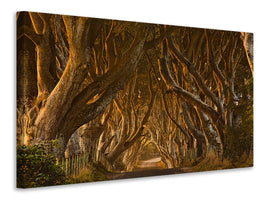 panoramic-3-piece-canvas-print-early-morning-dark-hedges