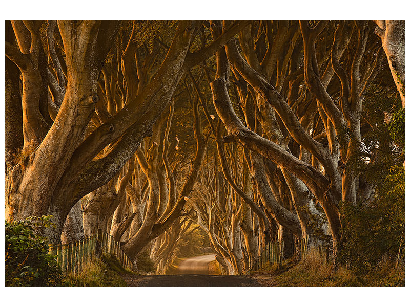 modern-4-piece-canvas-print-early-morning-dark-hedges