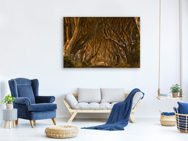 4-piece-canvas-print-early-morning-dark-hedges