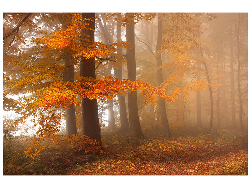 modern-4-piece-canvas-print-edge-of-the-woods