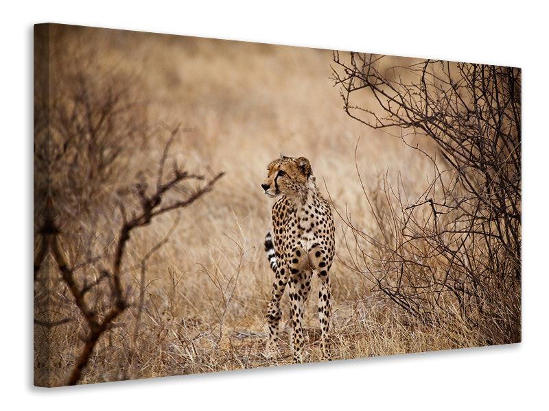 modern-4-piece-canvas-print-elegant-cheetah
