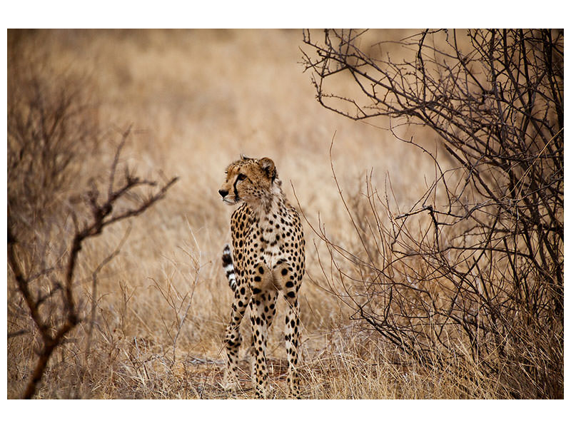 4-piece-canvas-print-elegant-cheetah