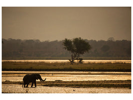 panoramic-3-piece-canvas-print-elephant-alone-in-the-steppe