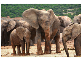 3-piece-canvas-print-elephant-herd-in-africa