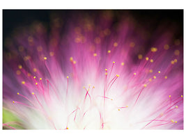 panoramic-canvas-print-elfin