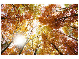 modern-4-piece-canvas-print-enlightened-autumn-trees