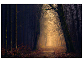 4-piece-canvas-print-evening-mood-in-the-forest