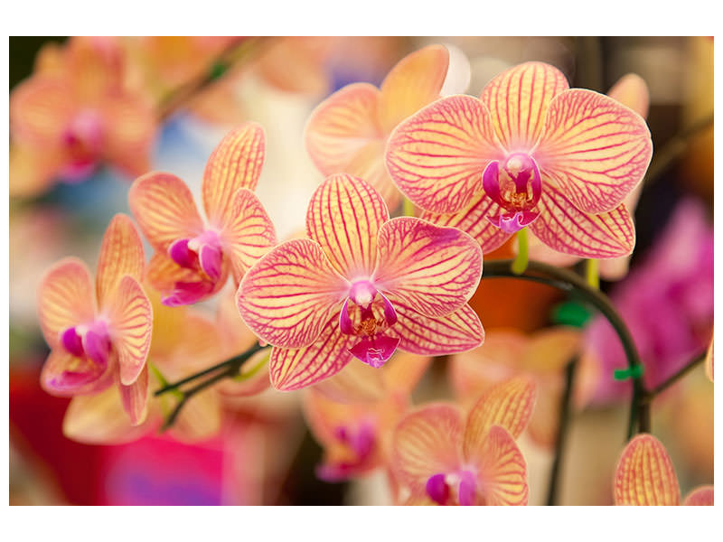 modern-4-piece-canvas-print-exotic-orchids