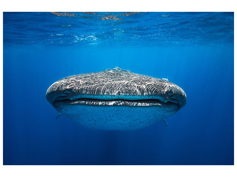 modern-4-piece-canvas-print-face-to-face-with-a-whale-shark