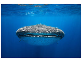 4-piece-canvas-print-face-to-face-with-a-whale-shark