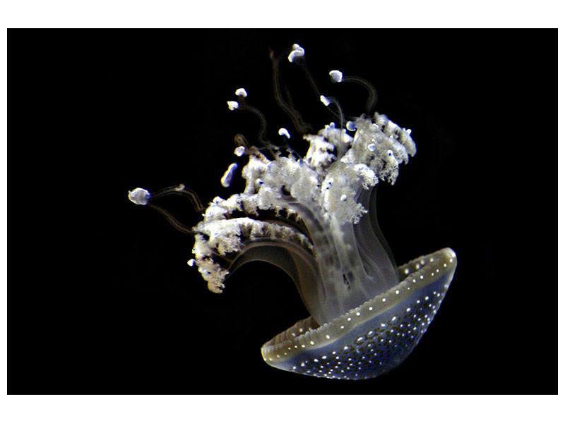 4-piece-canvas-print-fascinating-jellyfish
