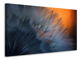 panoramic-canvas-print-feathers-p