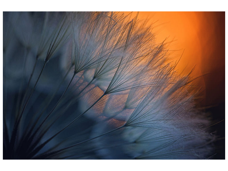 4-piece-canvas-print-feathers-p