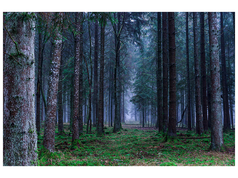3-piece-canvas-print-fir-trees-forest