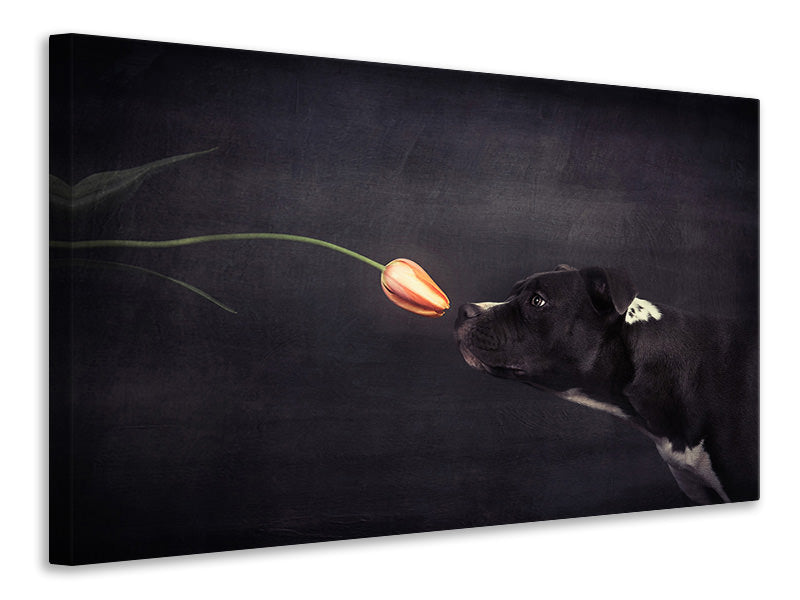 panoramic-canvas-print-first-approach-hildegard-and-the-tulip