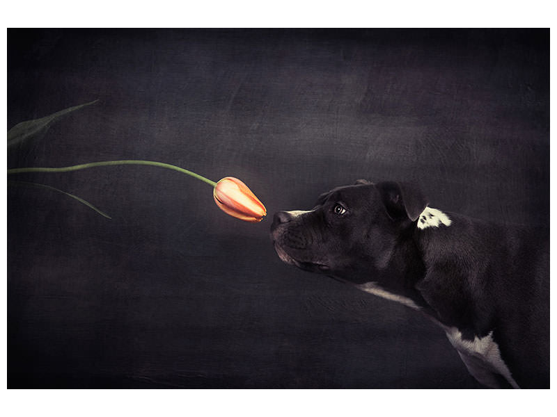 5-piece-canvas-print-first-approach-hildegard-and-the-tulip