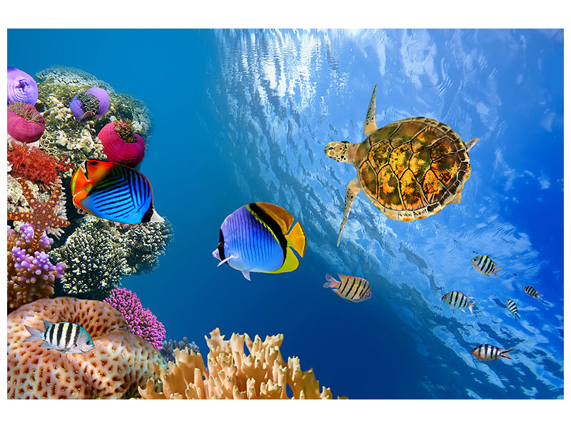 5-piece-canvas-print-fish-in-the-water