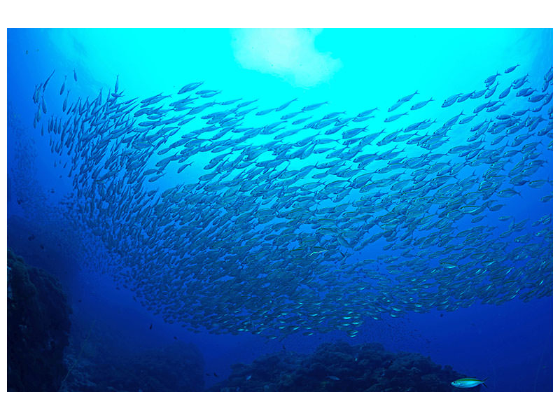 modern-4-piece-canvas-print-fish-world