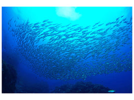panoramic-canvas-print-fish-world