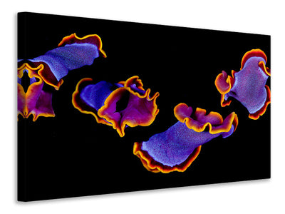 panoramic-canvas-print-flamenco