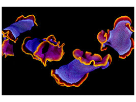 panoramic-canvas-print-flamenco